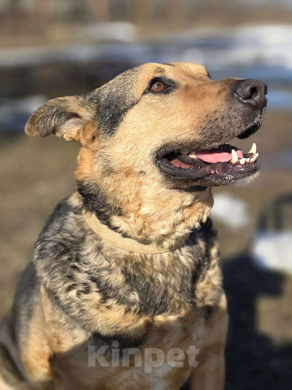 Собаки в Королеве: Очаровательный красавец Дилан разыскивает своего человека! Мальчик, Бесплатно - фото 6