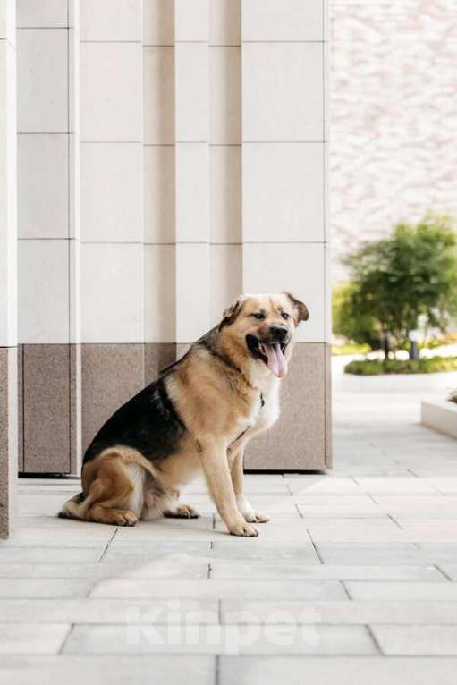 Собаки в Москве: Дынька ждёт своего человека. Мальчик, Бесплатно - фото 7