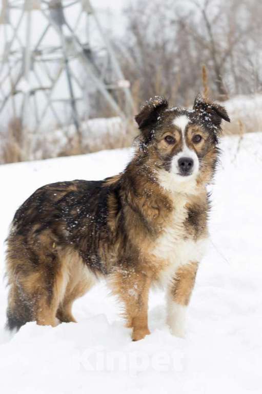 Собаки в Москве: Микки Девочка, Бесплатно - фото 2