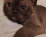 Кошки в Москве: Котята европейской бурмы  Девочка, 55 000 руб. - фото 1