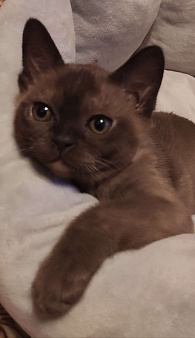 Котята европейской бурмы 