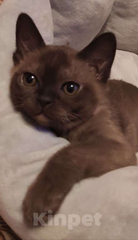 Кошки в Москве: Котята европейской бурмы  Девочка, 55 000 руб. - фото 1