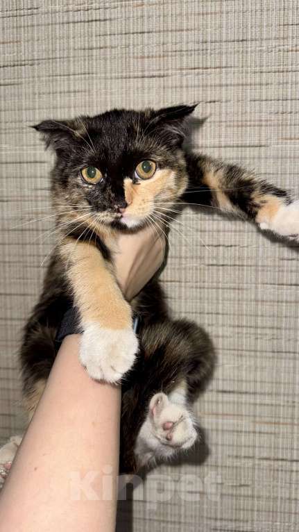 Кошки в Ставрополе: Трехцветная кошка вислоухая Девочка, Бесплатно - фото 1