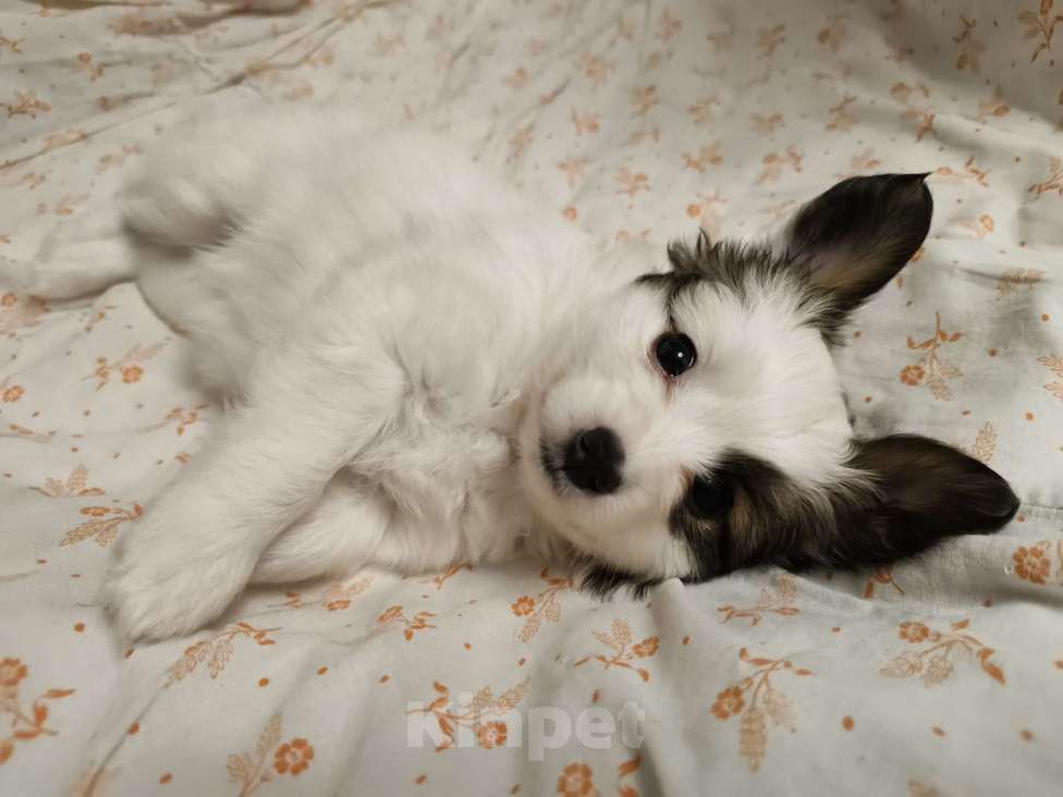 Собаки в Приморско-Ахтарске: Мальчик папийон Мальчик, 20 000 руб. - фото 1