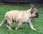 Собаки в Москве: Мальчик французского бульдога Мальчик, 100 000 руб. - фото 1