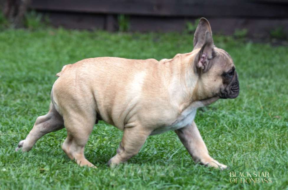 Собаки в Москве: Мальчик французского бульдога Мальчик, 100 000 руб. - фото 1
