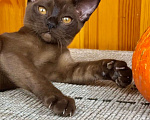 Кошки в других городах Московской области: Котята Европейской бурмы Девочка, 75 000 руб. - фото 5