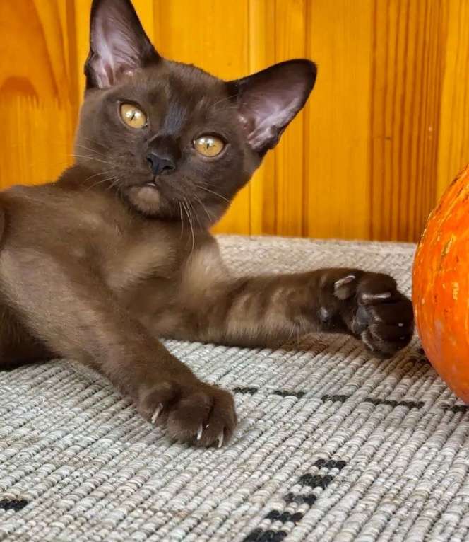 Кошки в других городах Московской области: Котята Европейской бурмы Девочка, 75 000 руб. - фото 5