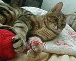 Кошки в Саранске: Кот приглашает на вязку, 2 000 руб. - фото 3
