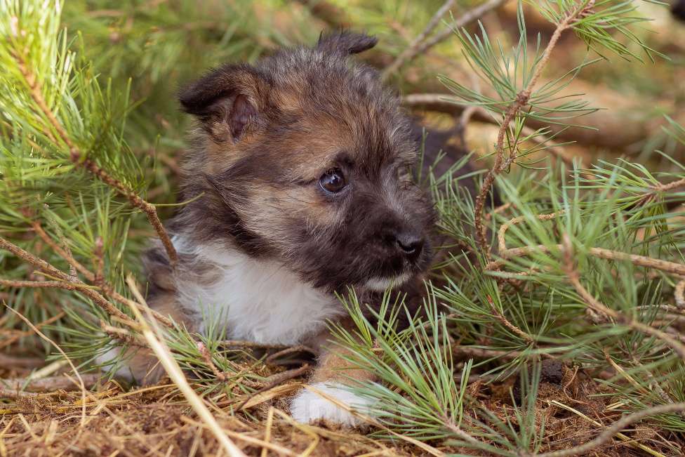 Собаки в Москве: мелкаш Мики в добрые руки Мальчик, Бесплатно - фото 8