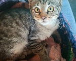 Кошки в Калуге: Котёнок в добрые руки Девочка, Бесплатно - фото 1
