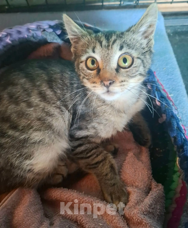 Кошки в Калуге: Котёнок в добрые руки Девочка, Бесплатно - фото 1