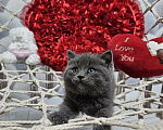 Кошки в Курске: Котята британские короткошёрстные прямоухие Разнополые, 4 000 руб. - фото 1