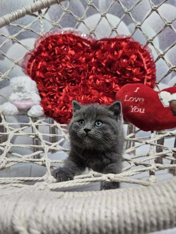 Кошки в Курске: Котята британские короткошёрстные прямоухие Разнополые, 4 000 руб. - фото 1