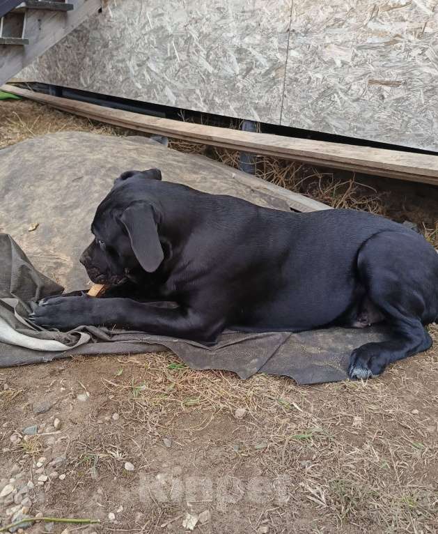 Собаки в других городах Московской области: Мальчик Итальянский Кане Корсо Мальчик, 20 000 руб. - фото 7