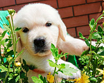 Собаки в Краснодаре: Золотые щенки Мальчик, Бесплатно - фото 3