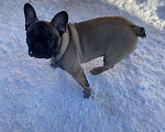 Собаки в Санкт-Петербурге: Шикарный мальчик французского бульдога Мальчик, 45 000 руб. - фото 6