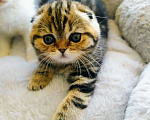 Кошки в Перми: Шотландский кошечка Девочка, 20 000 руб. - фото 1