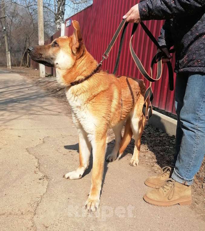Собаки в Москве: Честеру плохо без человека Мальчик, Бесплатно - фото 4