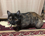 Кошки в Иркутске: Продается кошечка🐾 Девочка, 2 000 руб. - фото 5