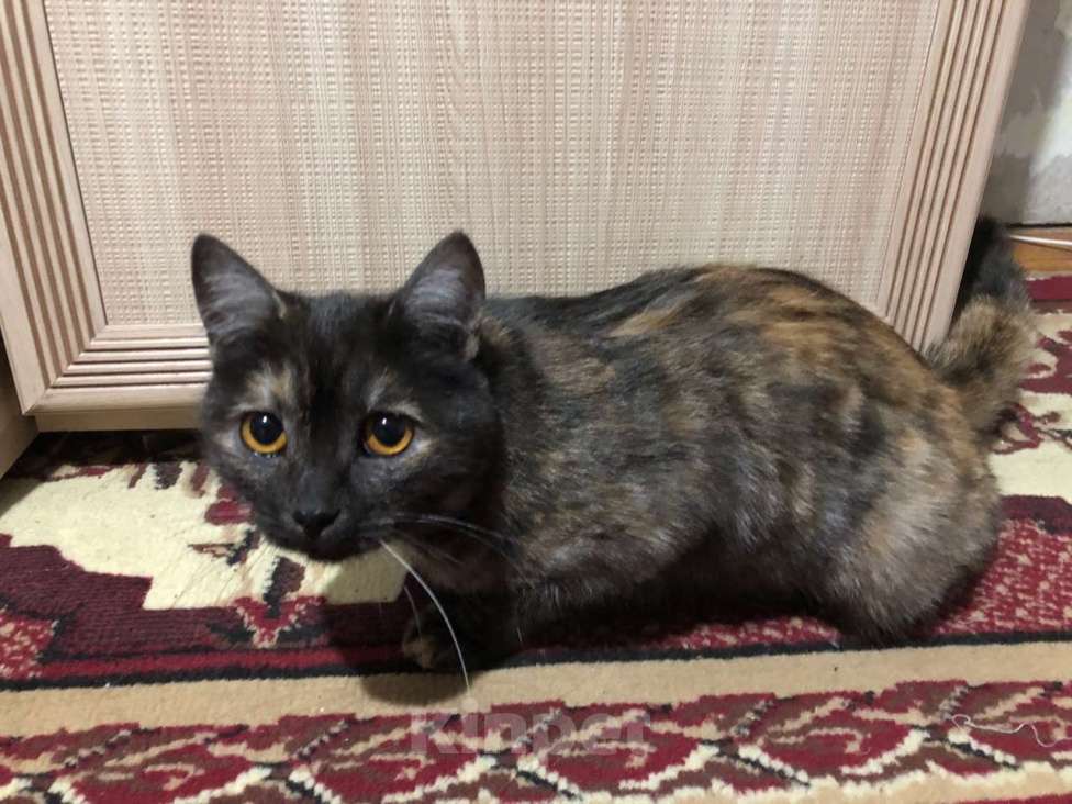 Кошки в Иркутске: Продается кошечка🐾 Девочка, 1 500 руб. - фото 5