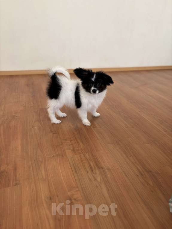 Собаки в Санкт-Петербурге: Яркий мальчик папильон/папийон, Бэрри Мальчик, 50 000 руб. - фото 5