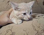 Кошки в Воронеже: Ласковый, игривый котенок в добрые руки Мальчик, Бесплатно - фото 4