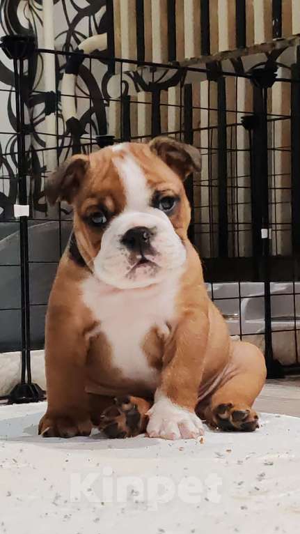 Собаки в Волгограде: Ждем своего человека 🐾 Мальчик, 85 000 руб. - фото 1