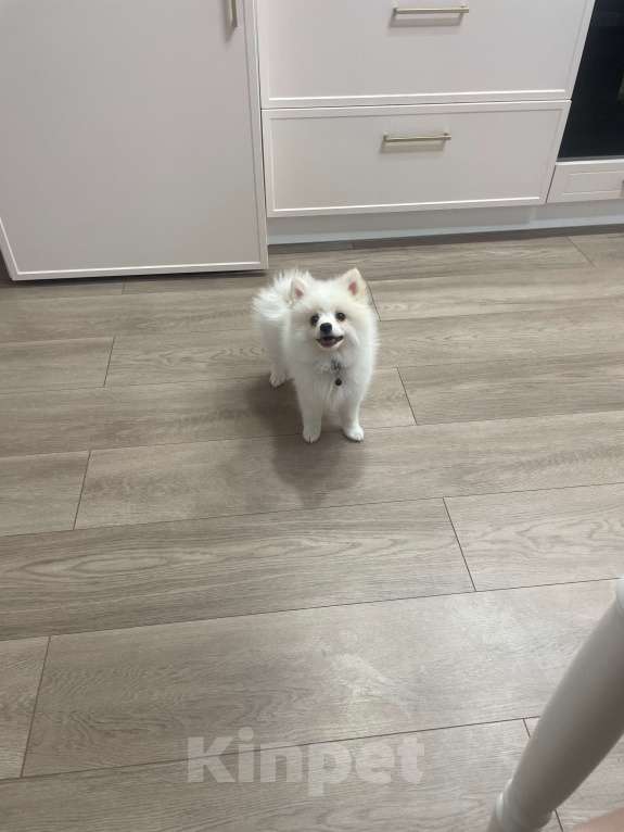 Собаки в Краснодаре: Помереканский шпиц  Мальчик, 25 000 руб. - фото 3