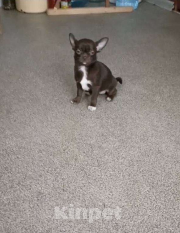 Собаки в Москве: Шоколадная девочка- чихуа Девочка, 30 000 руб. - фото 3