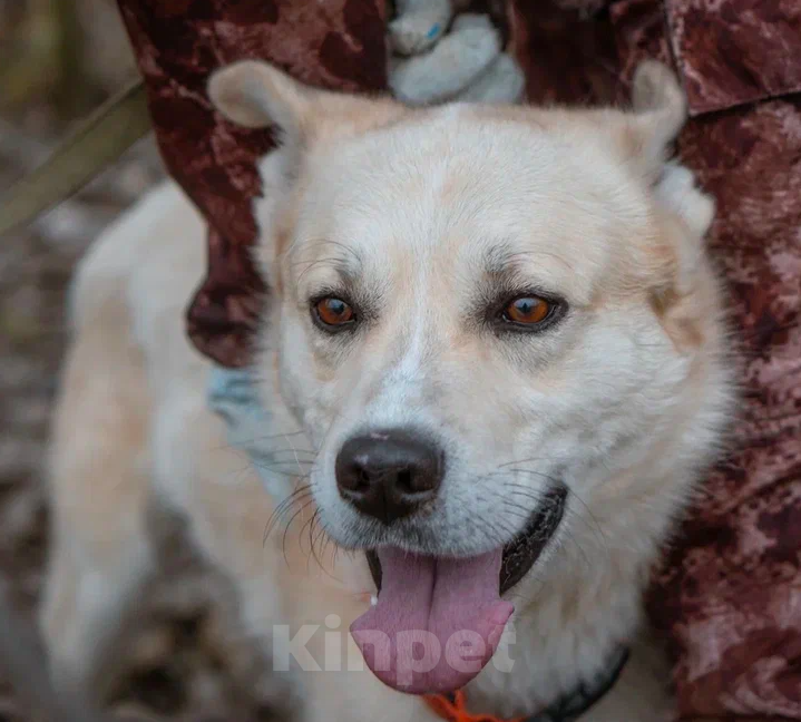 Собаки в Москве: Чип Мальчик, Бесплатно - фото 5