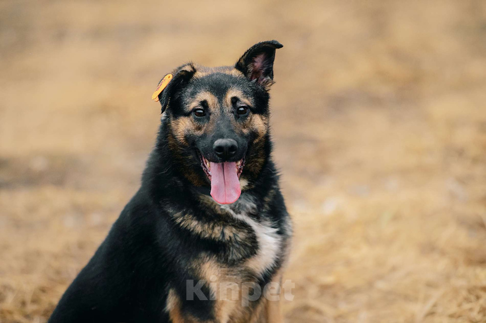 Собаки в Москве: Тимон Мальчик, Бесплатно - фото 6