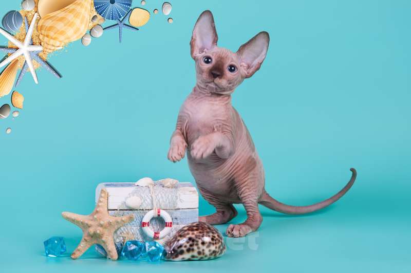 Кошки в Москве: Питомник Скорпион предлагает котят. Девочка, Бесплатно - фото 7