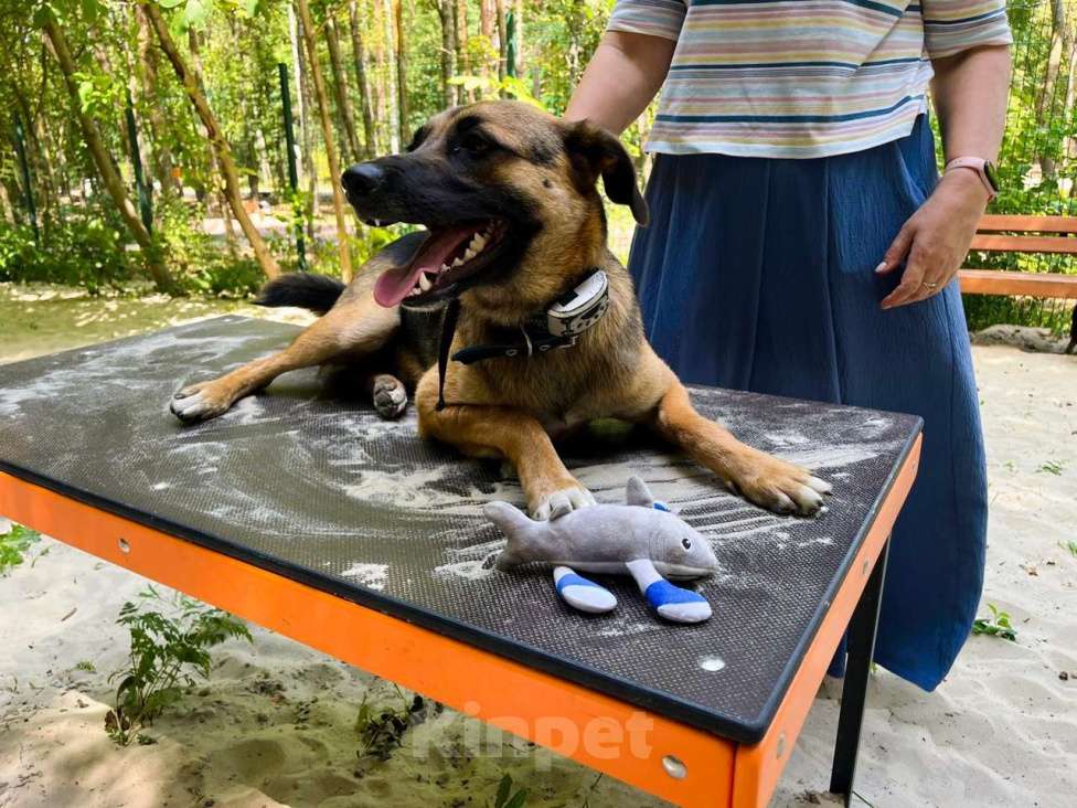Собаки в Санкт-Петербурге: Свой в доску, друг котов, и просто душевный пёс ищет дом Мальчик, Бесплатно - фото 4