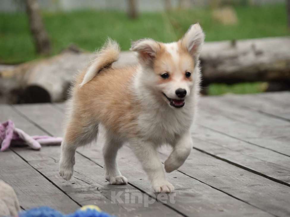 Собаки в Москве: Ненецкая оленегонная лайка, кобель Жгучий перчик.  Мальчик, 60 000 руб. - фото 2