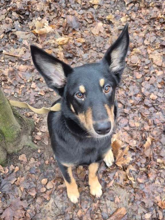 Собаки в Москве: Ищем дом для ласковой домашней собачки Альфы Девочка, 10 руб. - фото 4