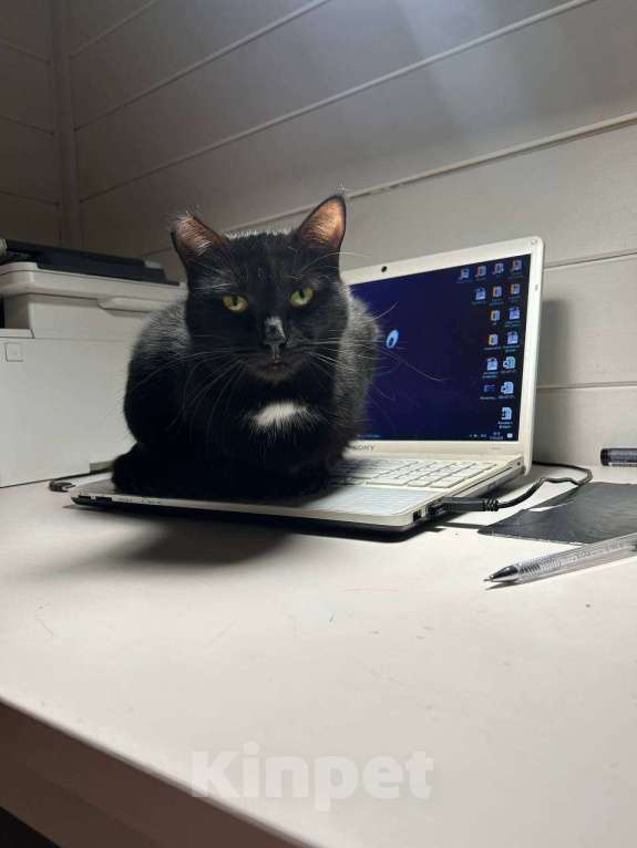 Кошки в Москве: Ищет дом прекрасная кошка Сабрина. Девочка, Бесплатно - фото 6