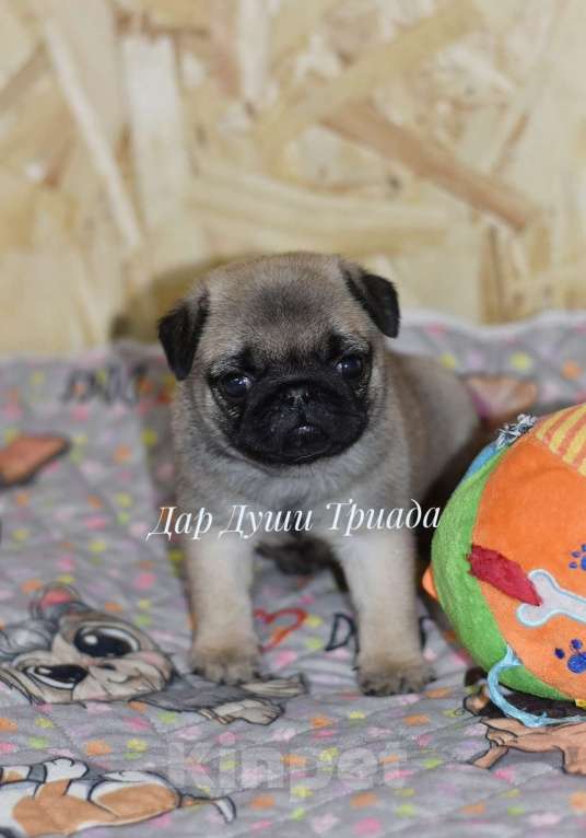 Собаки в Москве: Дар Души Триада Девочка, 50 000 руб. - фото 4