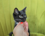 Кошки в Москве: Котенок-девочка в добрые руки Девочка, Бесплатно - фото 2
