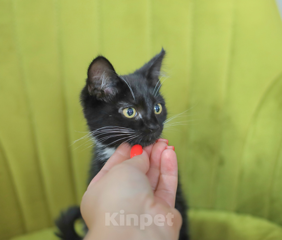 Кошки в Москве: Котенок-девочка в добрые руки Девочка, Бесплатно - фото 2
