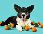 Собаки в Москве: Корги мальчик триколор  Мальчик, 30 000 руб. - фото 2