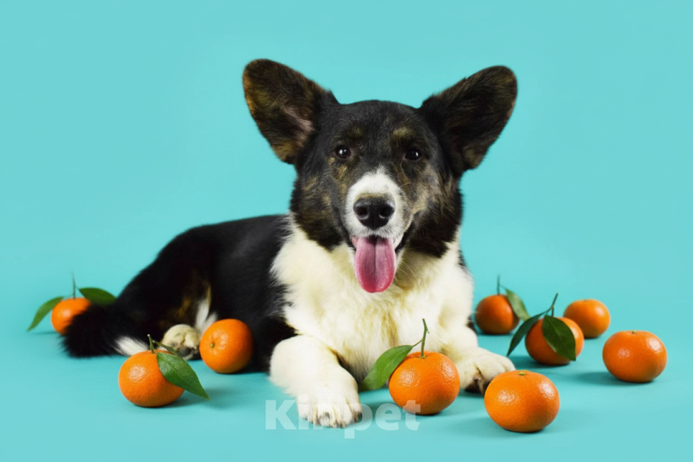 Собаки в Москве: Корги мальчик триколор  Мальчик, 30 000 руб. - фото 2
