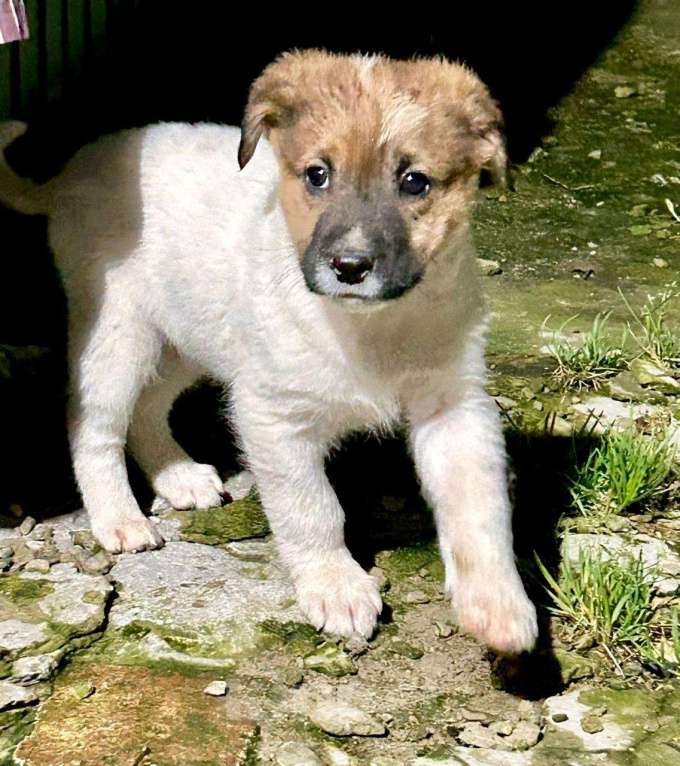 Собаки в Ногинске: Щенок мальчик в добрые руки Мальчик, Бесплатно - фото 4