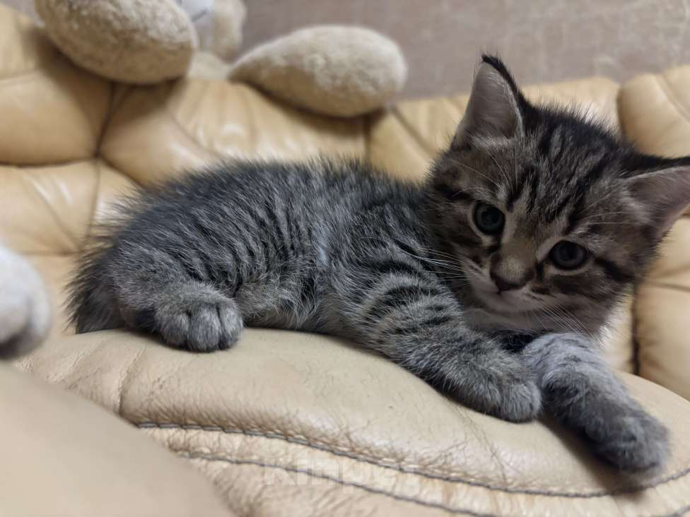 Кошки в Ульяновске: Шотландский котенок  Мальчик, 6 000 руб. - фото 7