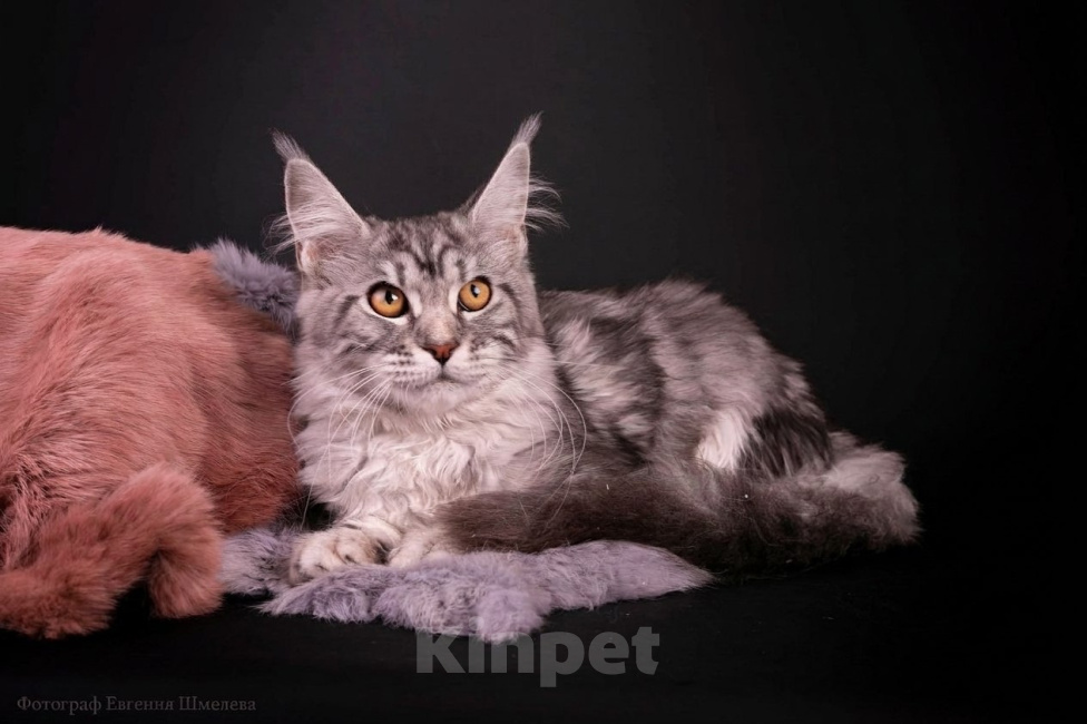 Кошки в Санкт-Петербурге: Котёнок мейн-кун Девочка, 40 000 руб. - фото 5