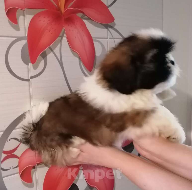 Собаки в Саратове: Ши-тцу щенок Мальчик, 40 000 руб. - фото 2