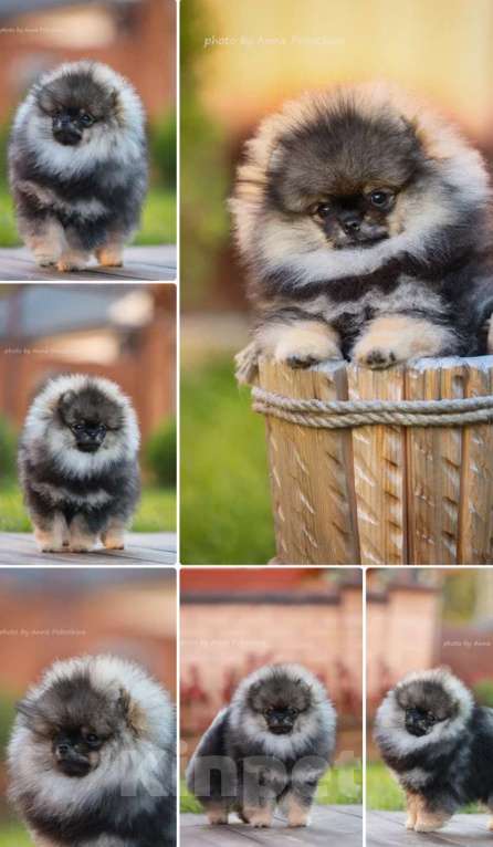 Собаки в Долгопрудном: Щенки померанского шпица Мальчик, 95 000 руб. - фото 5