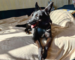 Собаки в Москве: миниатюрная Черри ищет срочно дом Девочка, Бесплатно - фото 2