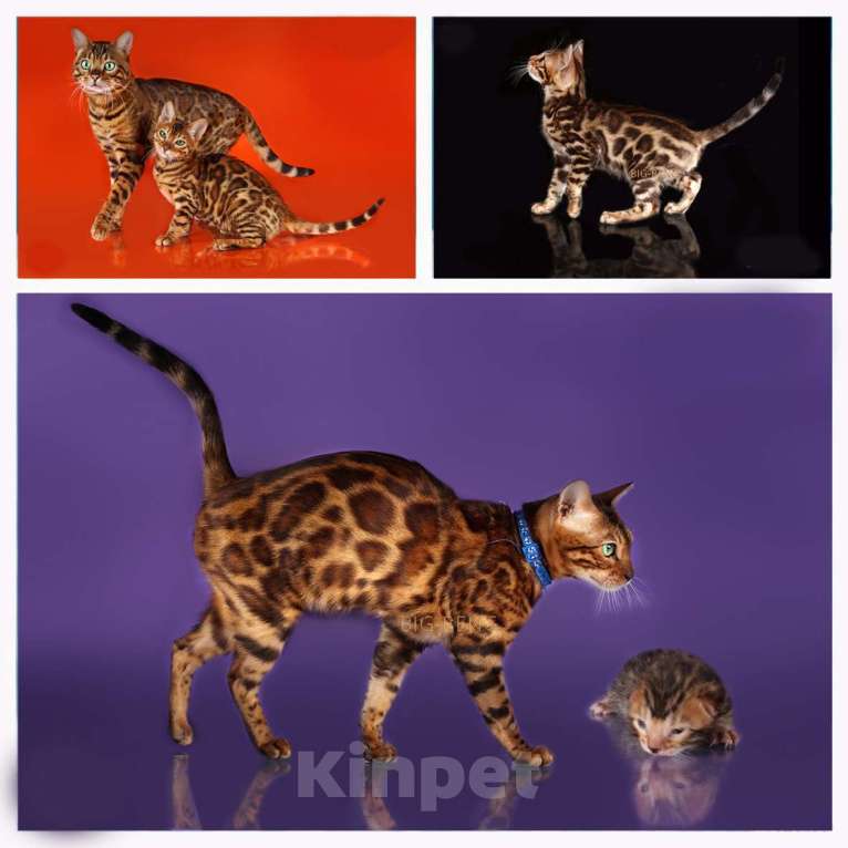 Кошки в Санкт-Петербурге: Бенгальские котята  розетка на золоте Девочка, 40 000 руб. - фото 3