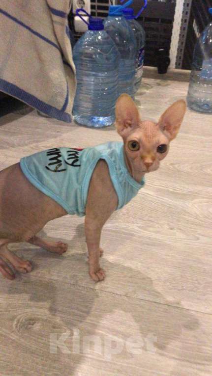 Кошки в Мытищах:  красотка в добрые руки Девочка, 1 руб. - фото 4